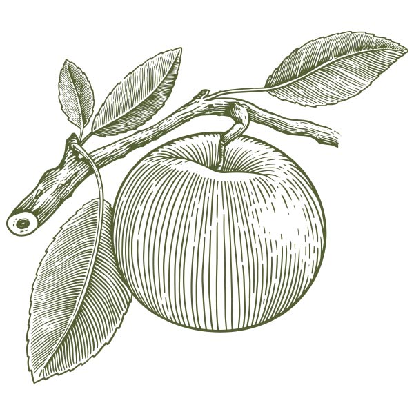 dibujo de una manzana